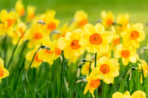 Daffodil jetfire spring - daffodil,