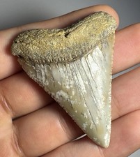 2.17 Inch Large Great White Shark Tooth Fossil Baja California Not Megalodon
