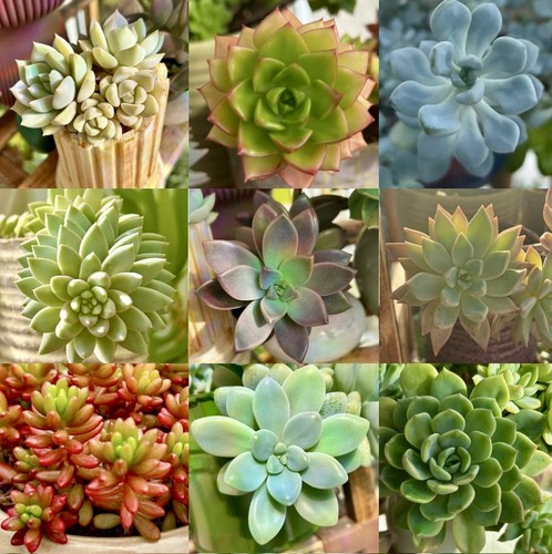 Different cuttings - 10,