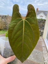 Anthurium Papillilaminum True
