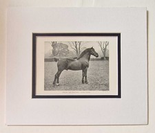 JONES Welsh Cob Stallion, 1918