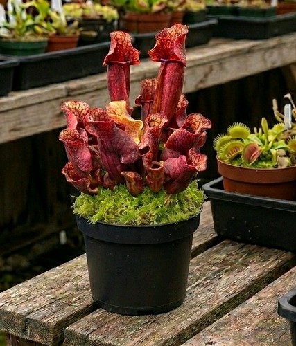 Sarracenia purpurea ssp - purpurea,