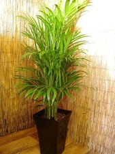 Large Areca Palm Floor Plant