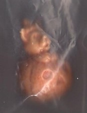 WADE CAT IN PUMPKIN CALENDAR