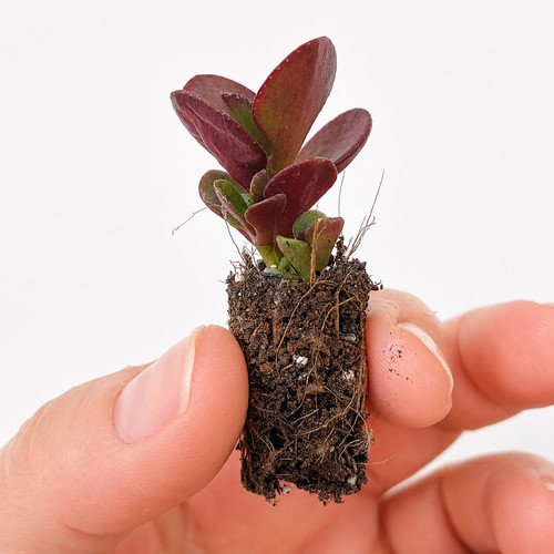 Small rooted jade plant - rooted,