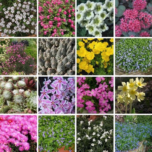 Nurseryman choice alpine - nurseryman’s,