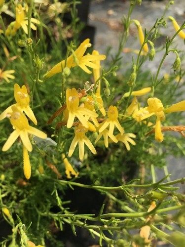Penstemon pinifolius mersea - pinifolius, 'mersea