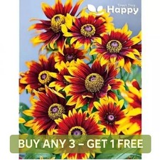BLACK EYED SUSAN - CONEFLOWER