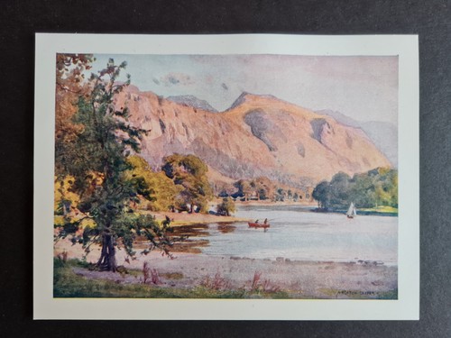 Antique 1908 print falcon - 1908,