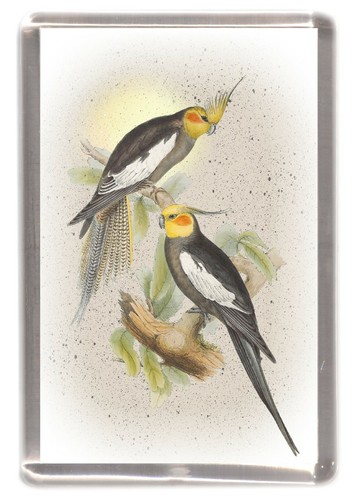 Cockatiel bird fridge - bird,