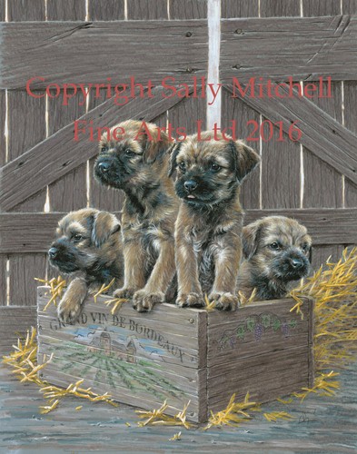 Border terrier pups ltd - border,