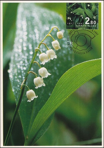 Lily the valley wild - valley, flower