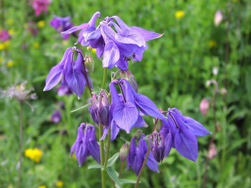 Aquilegia columbine wild - aquilegia,