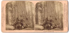 Stereo Photograph Strohmeyer &