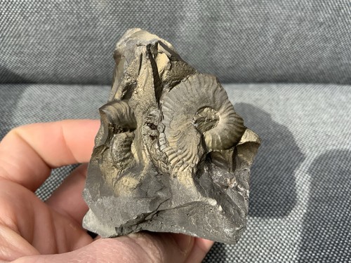 Eleganticeras jurassic - eleganticeras,