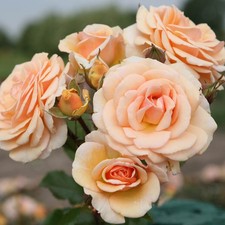 Bush Rose Plant, Sweet Honey