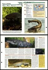 Wels Catfish #21 Fish Wildlife Fact File Fold-Out Card