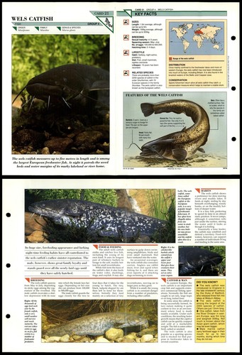 Wels catfish fish wildlife - catfish,