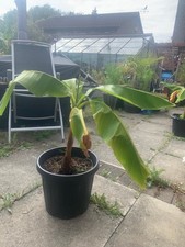 BANANA Plant potted  EXOTIC