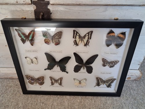Framed taxidermy butterfly - framed,