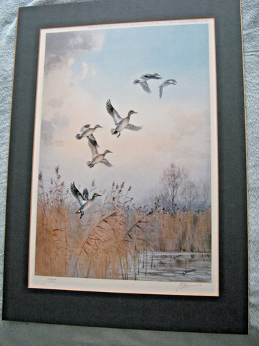 Limited edition woodcock print - limited,