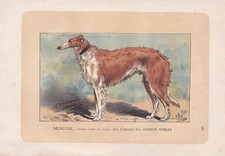 1896 BORZOI DOG Print - Dog