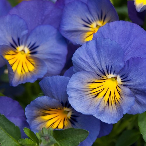 Pansy cool wave blue - wave, skies