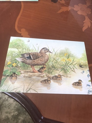 Mallard and ducklings - and, by