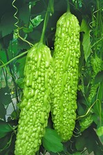 10x Chinese Bitter Melon seeds