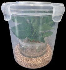 Praying Mantis | Stick Insect