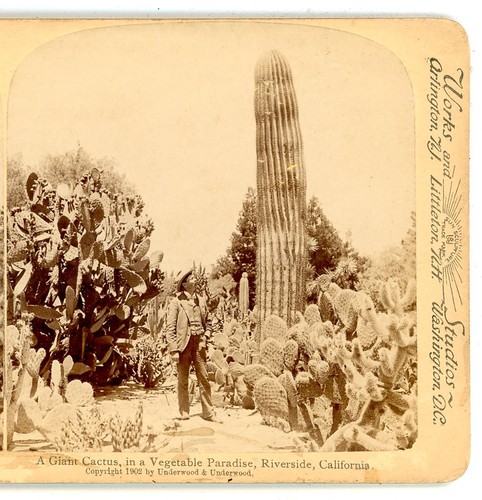 Man next giant cactus - a,