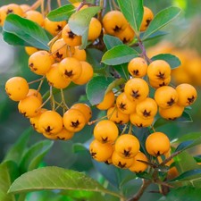 Pyracantha Golden Sun