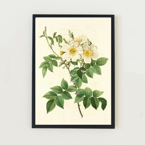 Vintage botanical illustration - vintage,