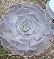 Extra Large Echeveria Lilac