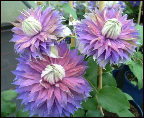 Clematis seeds flower seed - 25,