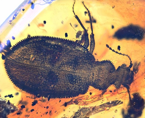 Detailed rare ommatidae - detailed,