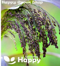 VIOLET PANIC GRASS - 700 seeds