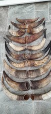 10 PAIRS of Cow Horns