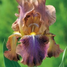 iris bearded bicolor n°5