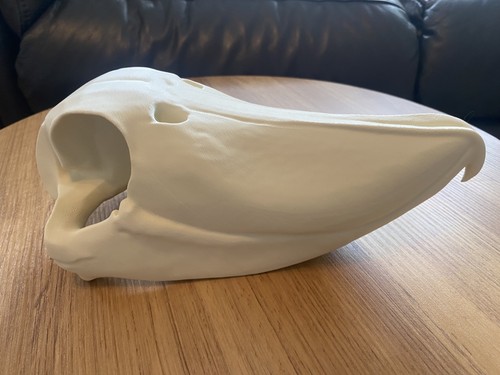 Replica shoebill stork skull - replica,