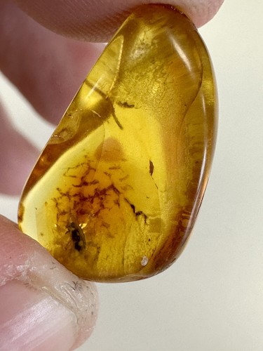 Baltic amber with nat - with,