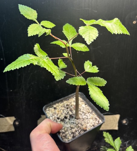 Rare bursera hindsiana copal - hindsiana,