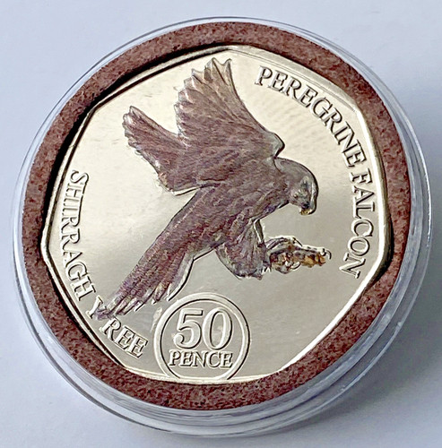 Peregrine falcon 2023 - peregrine, isle