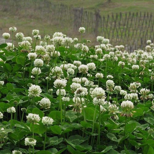 3000 seeds white uk - 3000,