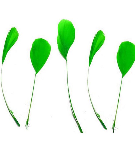 Stripped coque feathers - coque,