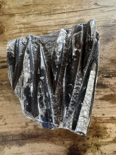 Orthoceras polished fossil - polished,