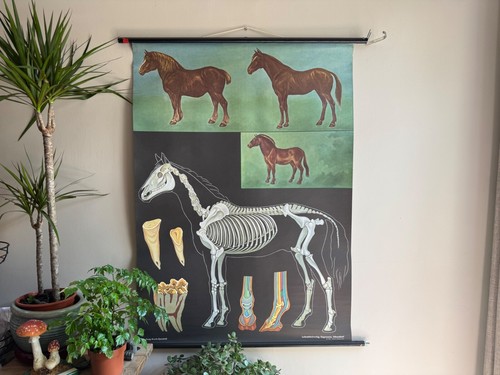 Vintage horses school chart - vintage,