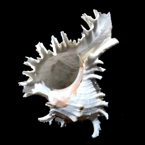 Extra large murex white - extra,