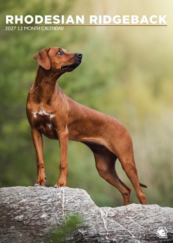 Rhodesian ridgeback dog 2027 - ridgeback,