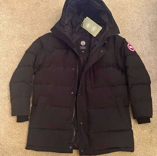 Black canada goose - canada,